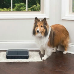 PetSafe Digital Fôrautomat -DYREKASSEN Salg 1584351313