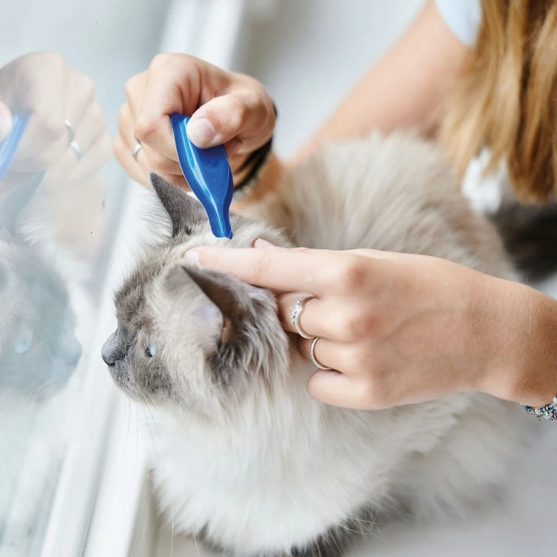 Front -DYREKASSEN Salg 1674822463