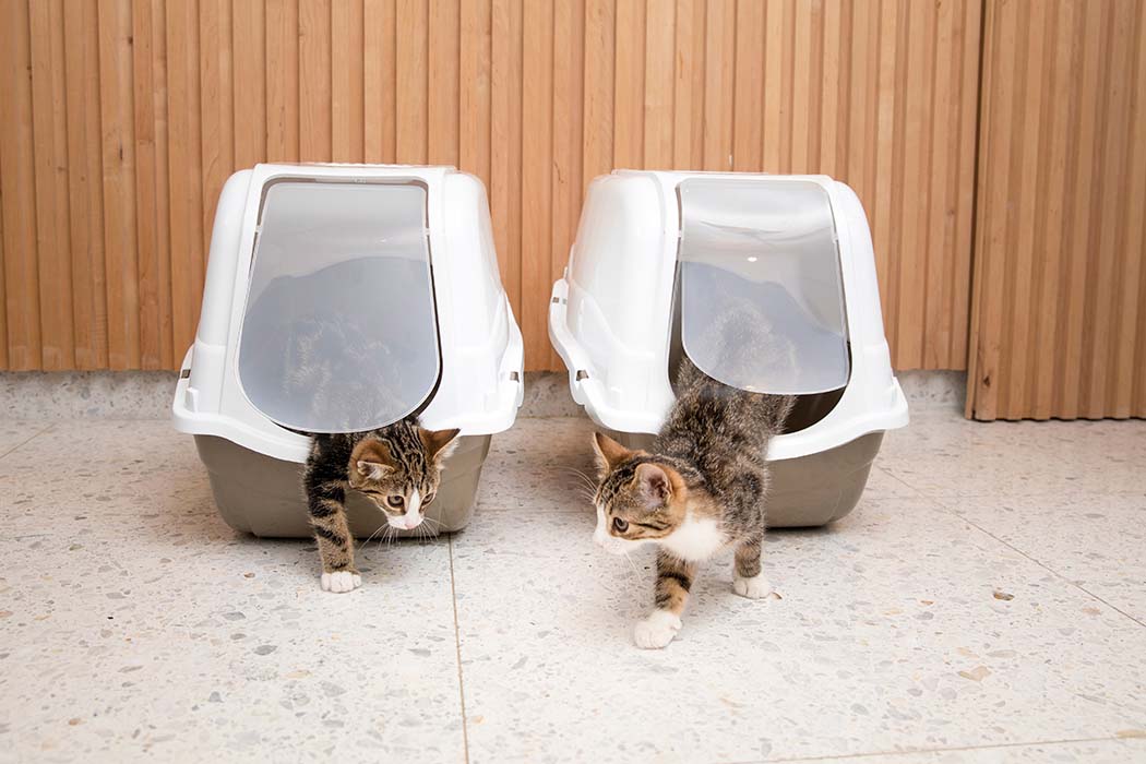 Front -DYREKASSEN Salg pet17